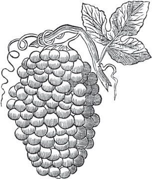 A black-and-white botanical illustration of a cluster of grapes with leaves