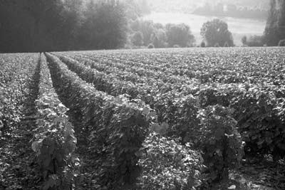 Rows of crops growing in a cultivated field