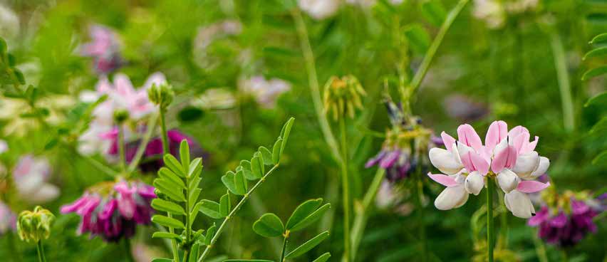 Pienk en wit kroonwikke-blomme in ’n groen weide