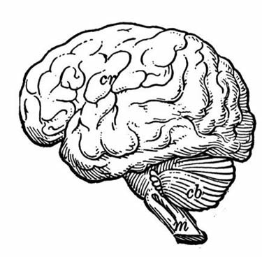 A line drawing of a human brain