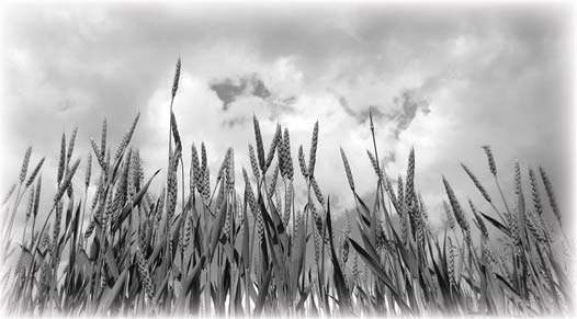 Wheat stalks viewed from ground level beneath a cloudy sky