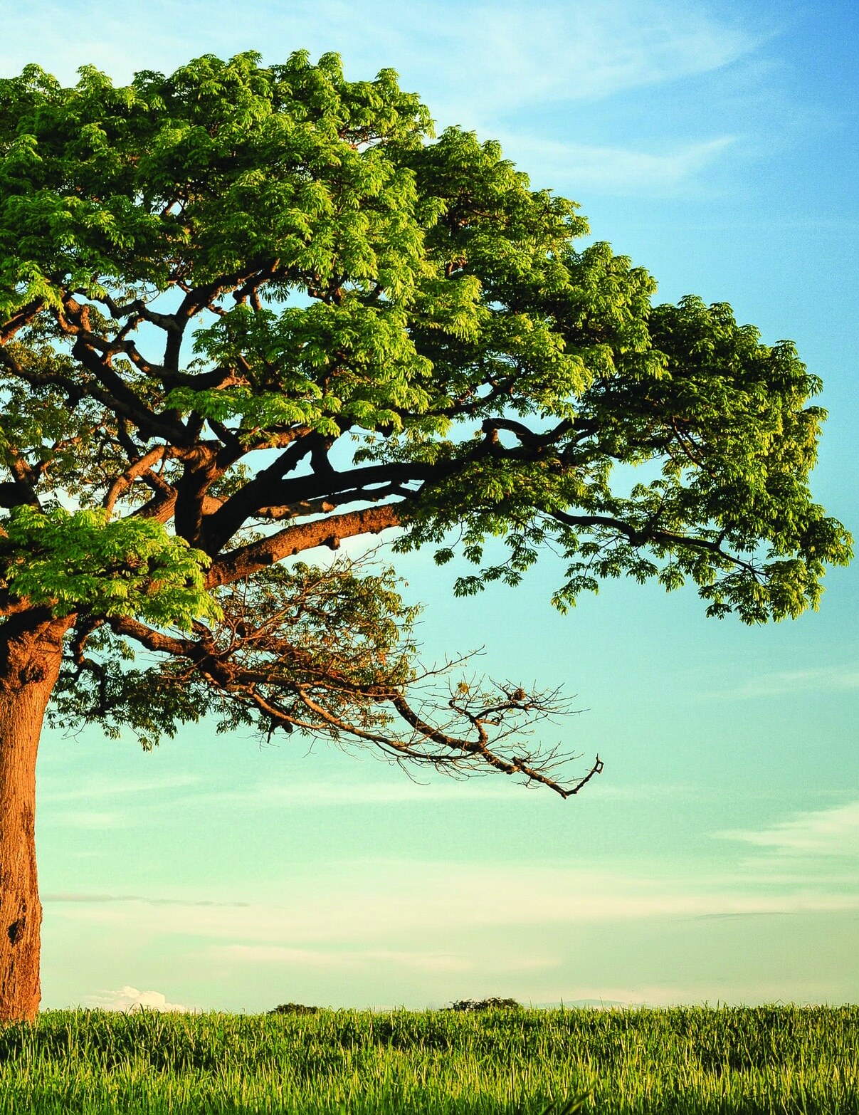 A large leafy tree beside a green field under a blue sky