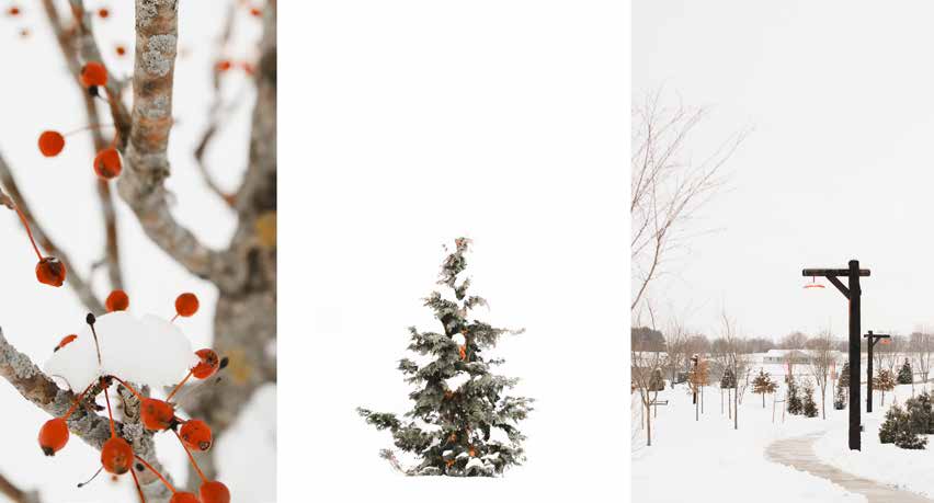 A three-panel collage of winter trees and a snowy rural scene