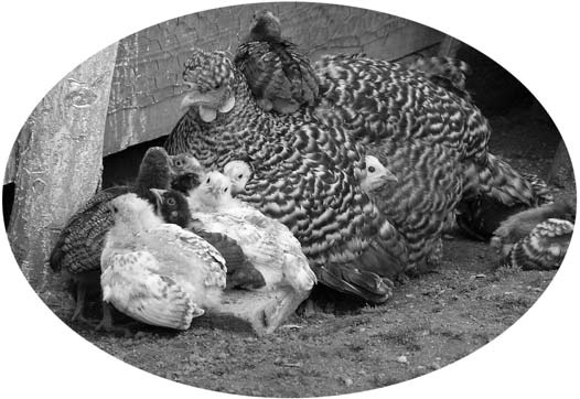 A hen sheltering chicks under her wings