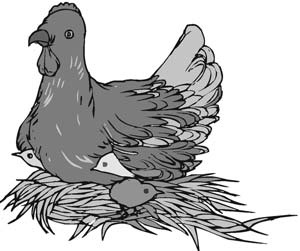 A hen sitting with chicks on a nest