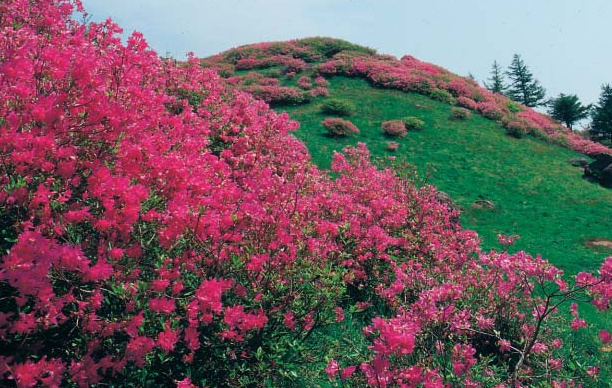 Pink flowering shrubs cover a green hillside beneath a blue sky.