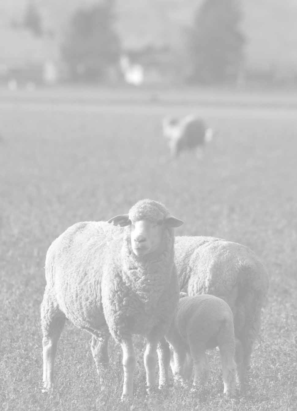 Sheep and lambs in a field