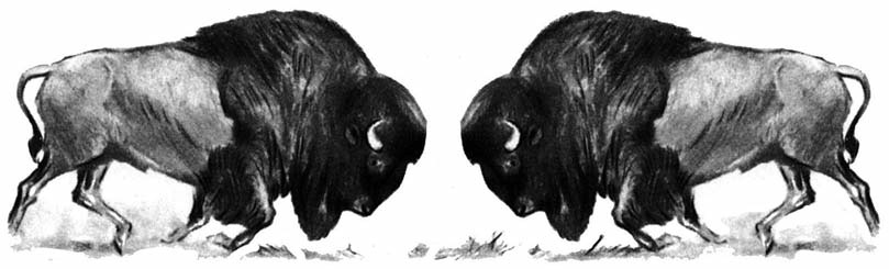 Two bison facing each other