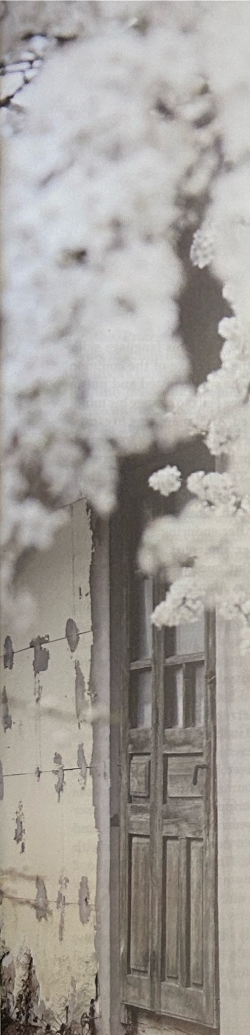 An old wooden door beside a weathered wall and blossoming branches.