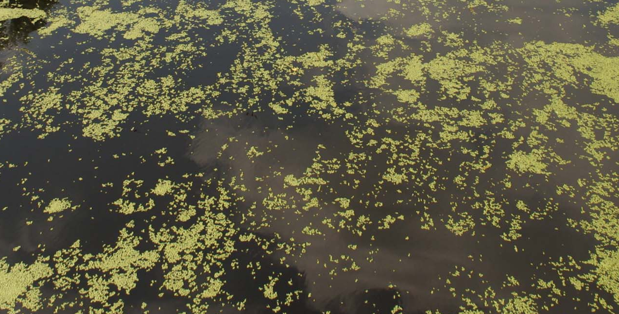 Floating plants and reflections on pond water