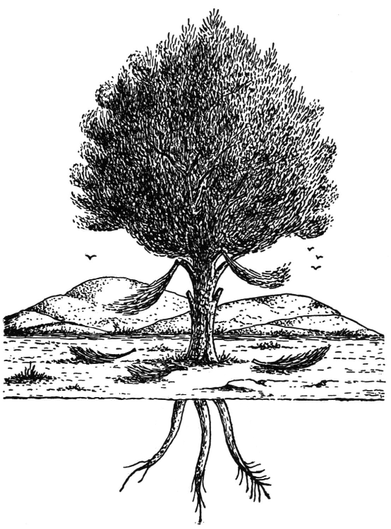 A tree with exposed roots beneath the ground.