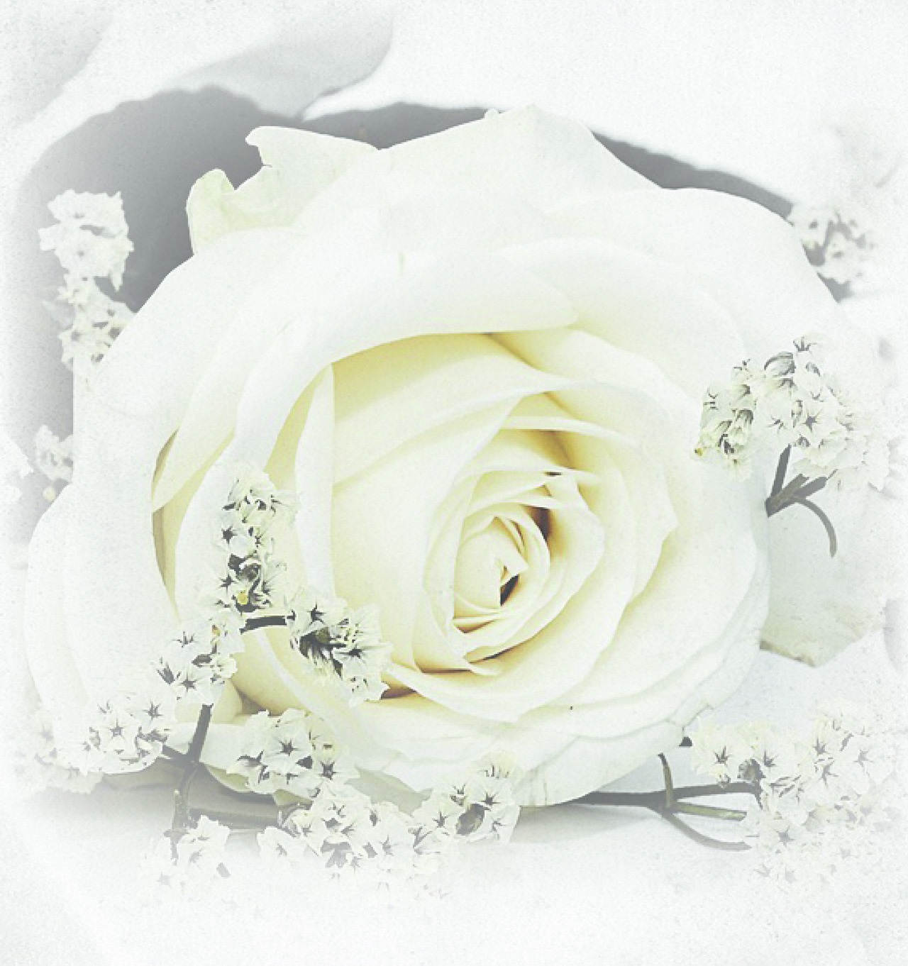 White rose with sprigs of small white flowers