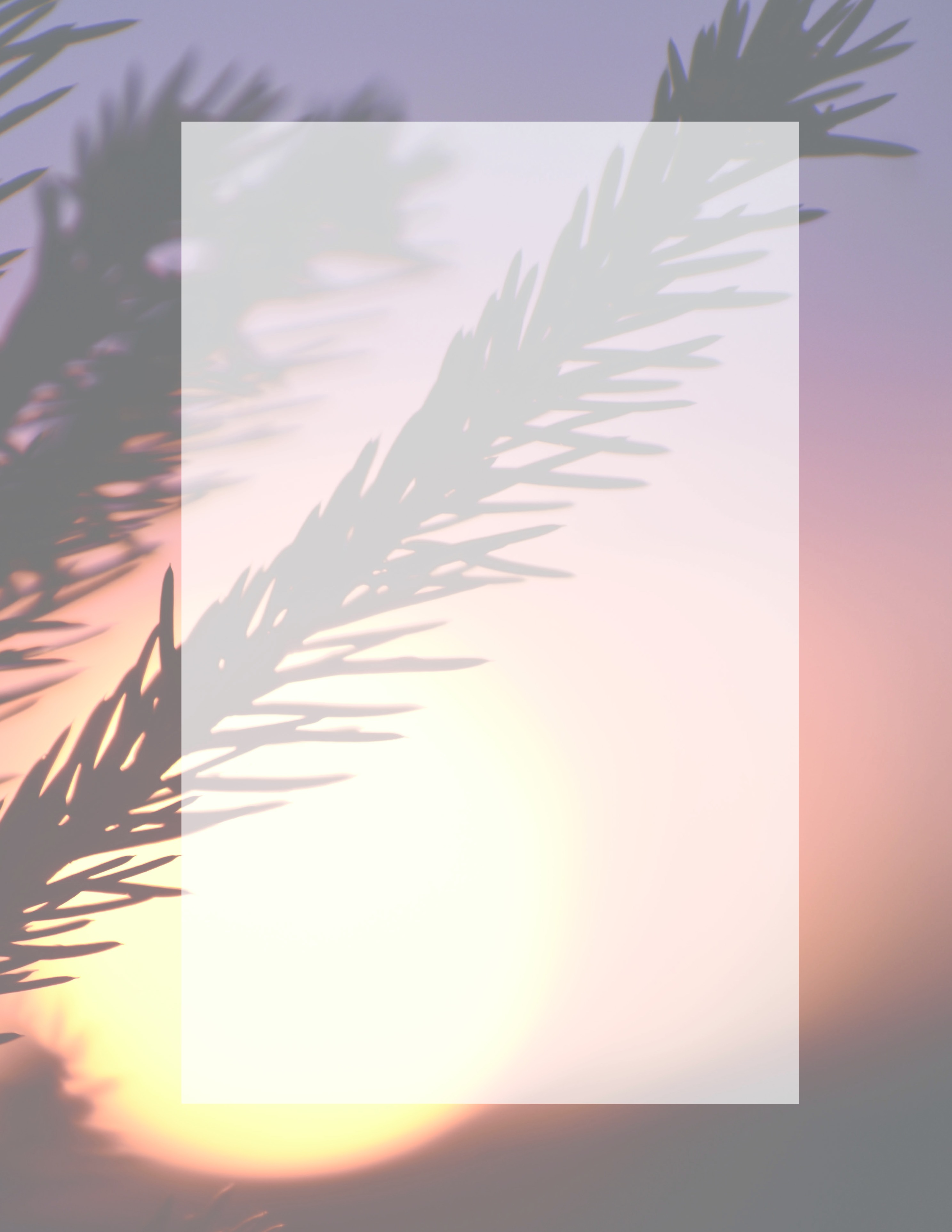Warm sunset sky behind silhouetted palm fronds