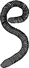 A curled segmented worm.