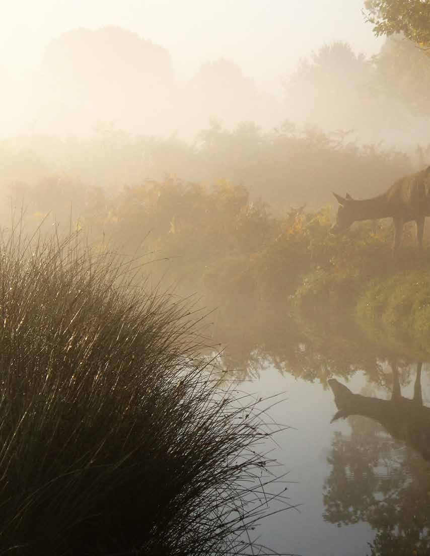 Misty grass and water with deer, left half of a two-page photograph