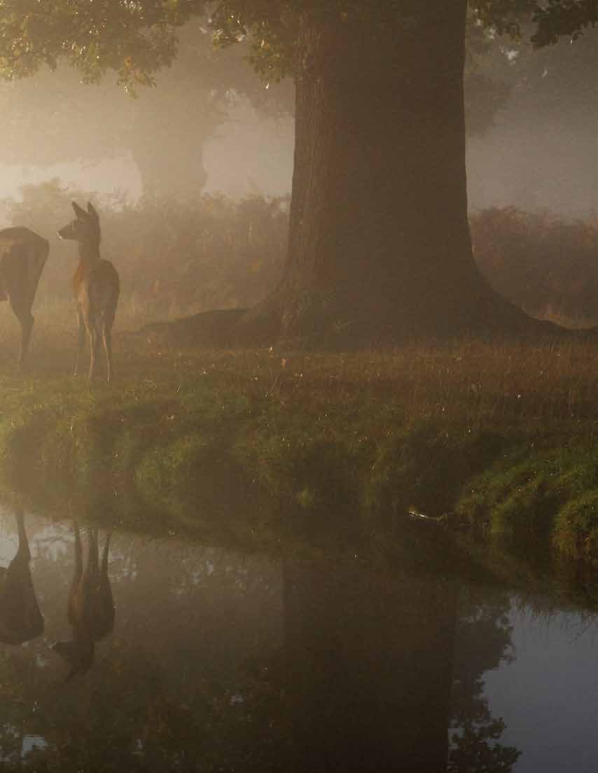 Deer beside a large tree and still water in mist, right half of a two-page photograph