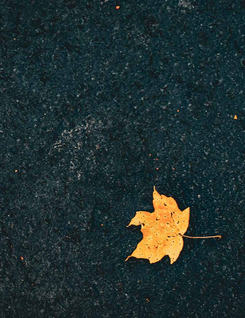 A single yellow leaf on dark wet pavement