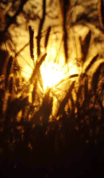 Sunlight shining through stalks of wheat