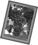 A copy of The Heartbeat of The Remnant magazine shown at an angle