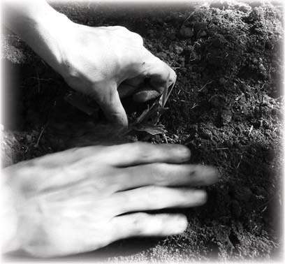 Two hands working in soil