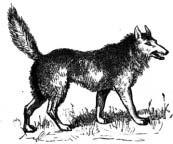 Walking wolf illustration