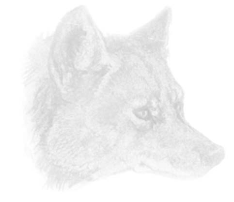 Wolf’s head illustration
