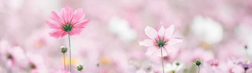 Pink cosmos flowers against a softly blurred background