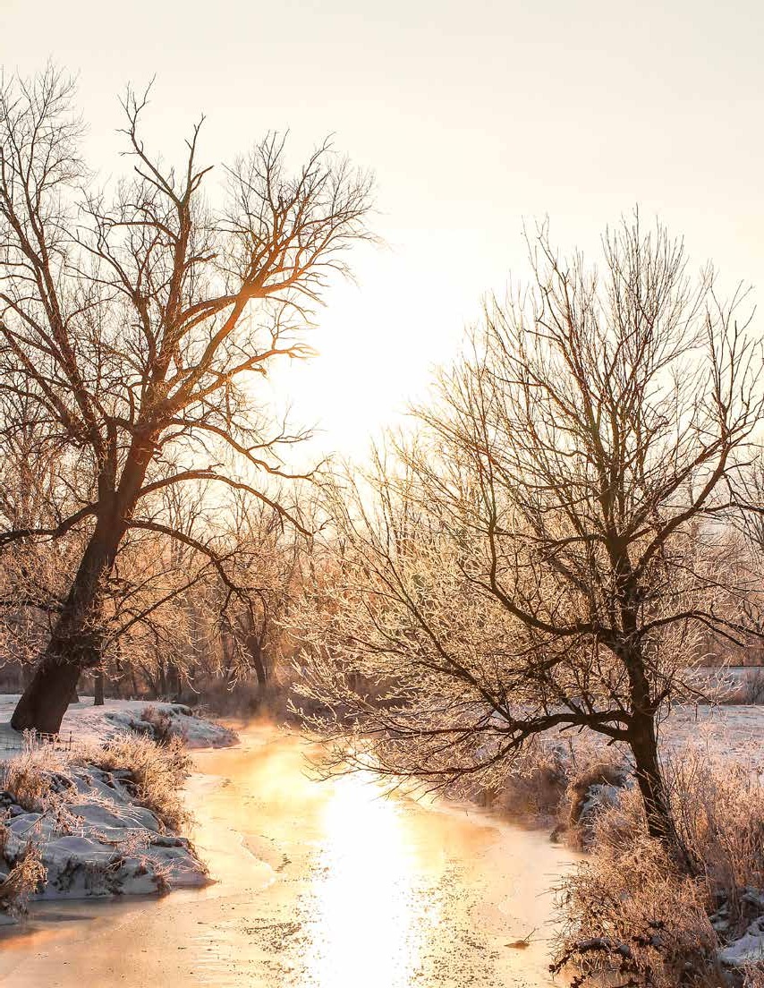 A snowy path beside bare winter trees