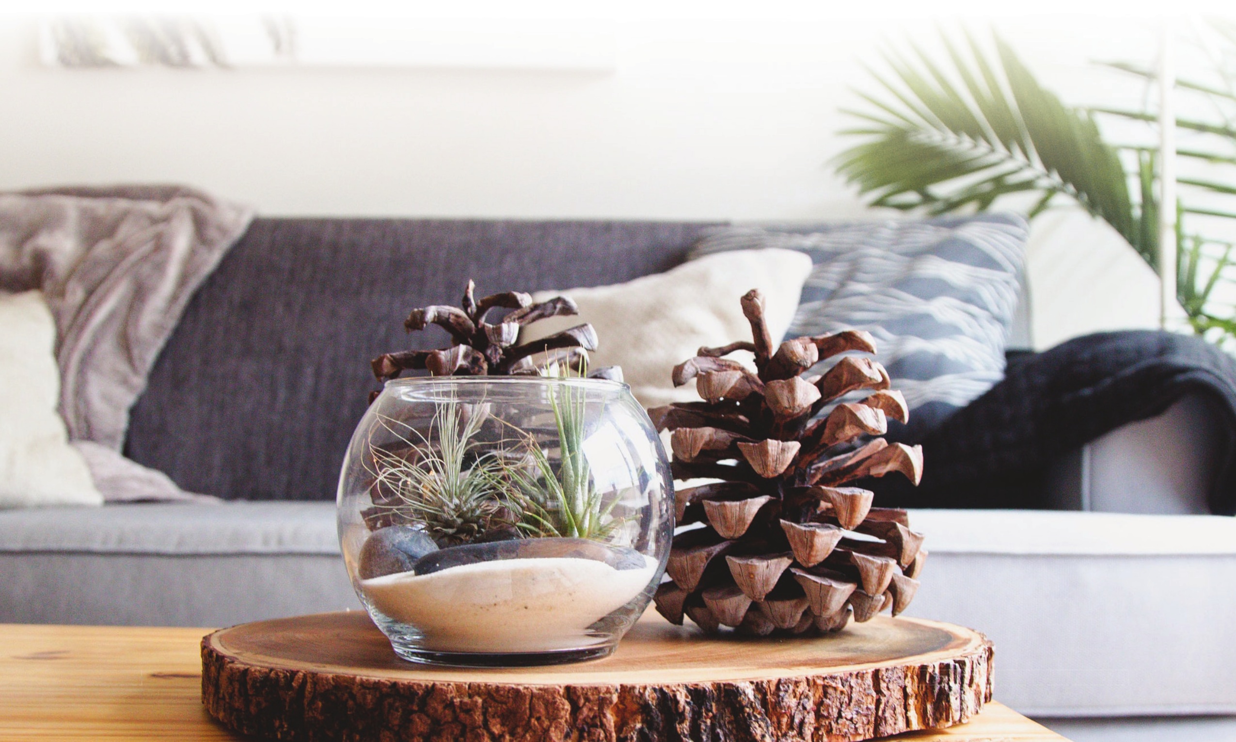 Glass terrarium and pine cones on a wood slice in a living room