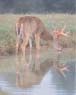 A deer drinking from water, with its reflection below.
