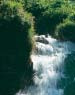 Water cascading through a green woodland.