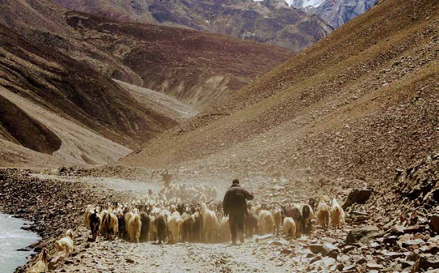 A shepherd leads a flock through a rocky mountain valley
