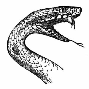 Drawing of a snake’s head