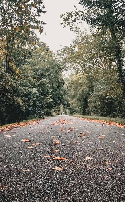 A leaf-strewn road through autumn woods