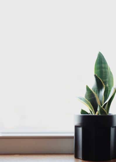 A potted snake plant beside a bright window