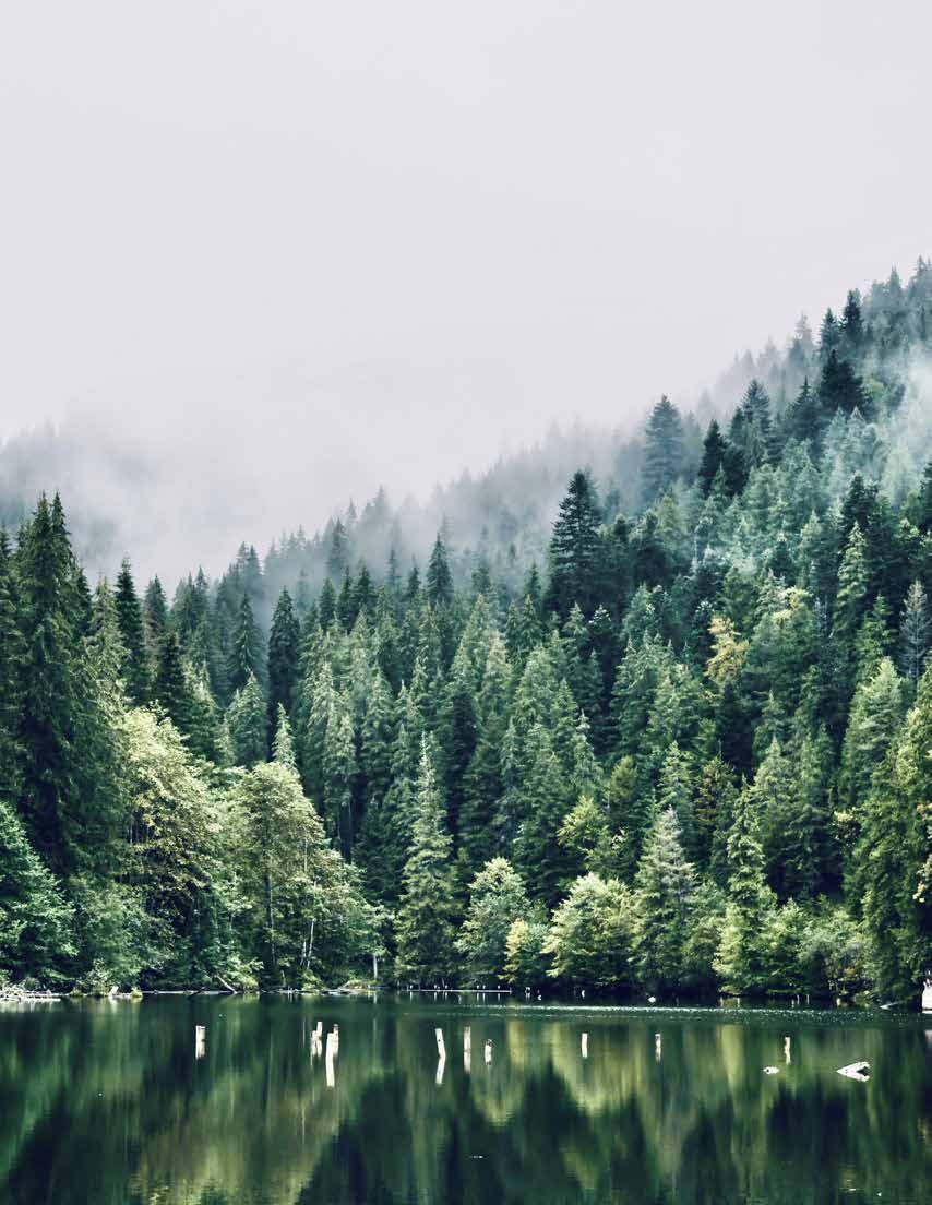 A misty evergreen forest reflected in a lake