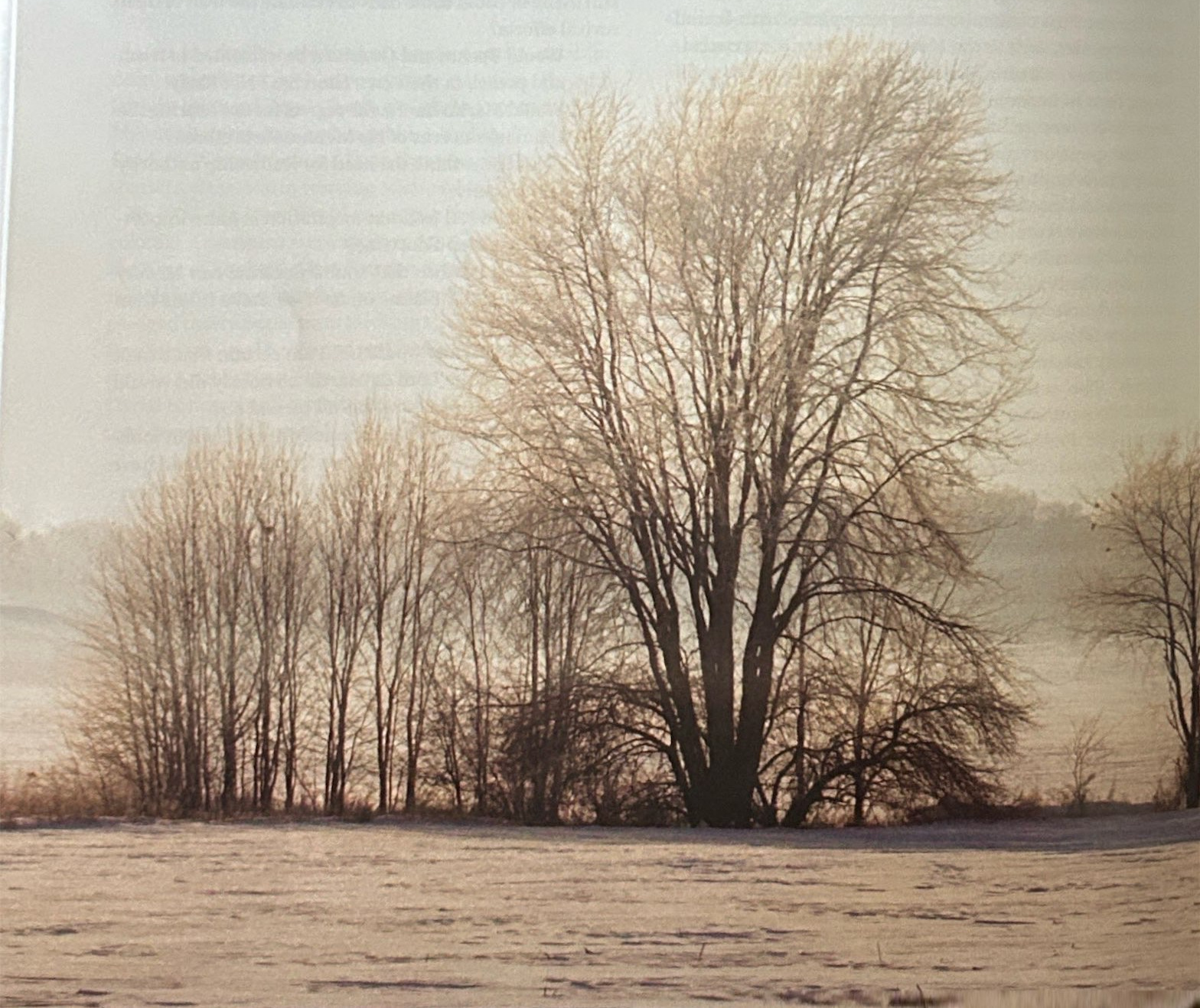 Bare trees beside a snow-covered field.