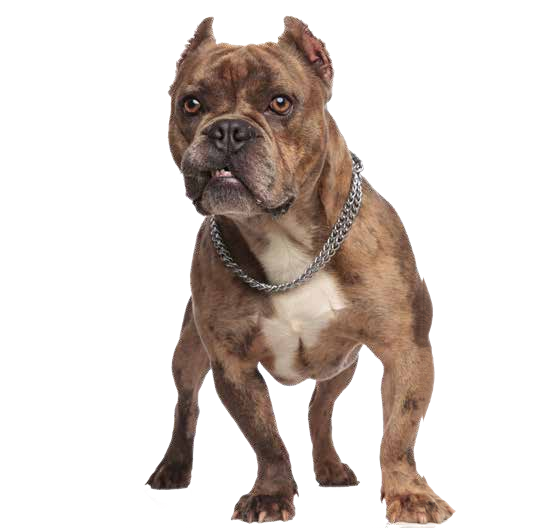 A brindle dog wearing a chain collar