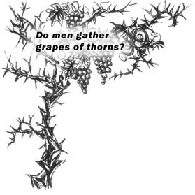 Thorns and grape clusters surrounding the words Do men gather grapes of thorns?
