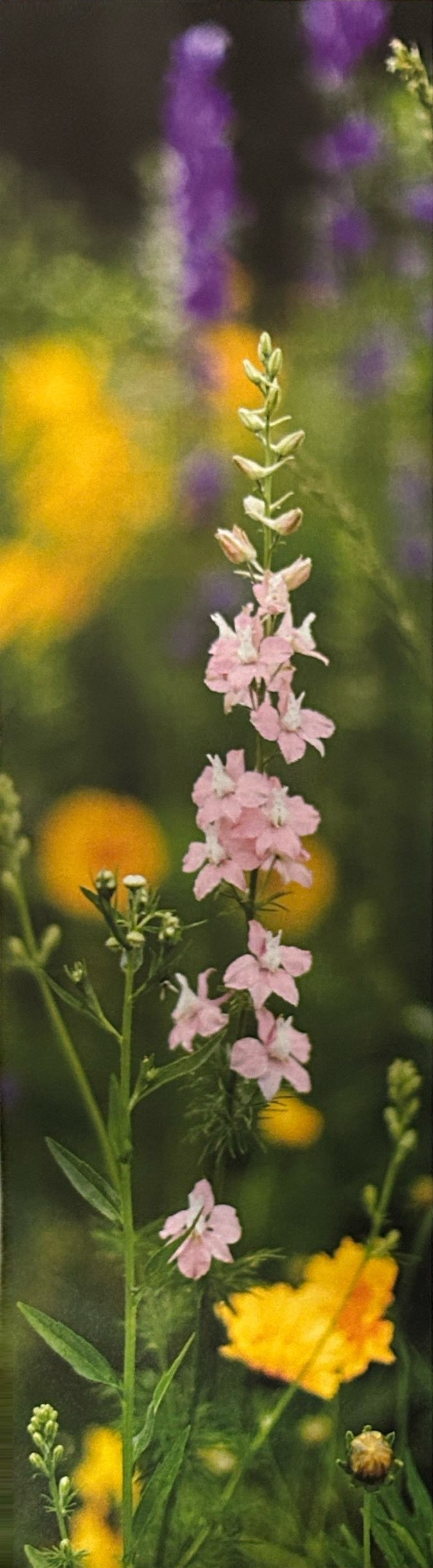 A tall stem of pink flowers with yellow and purple flowers behind it.