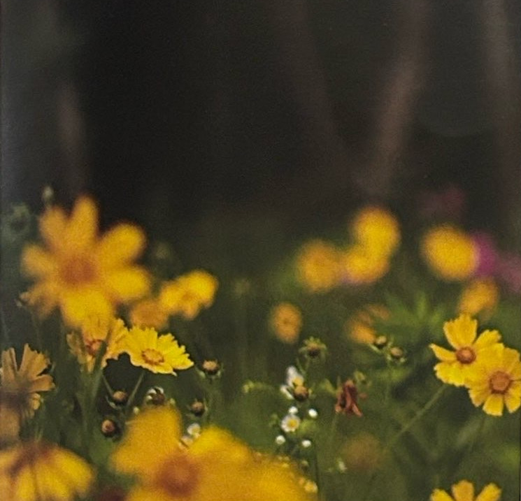 Yellow flowers in front of a softly blurred dark background.