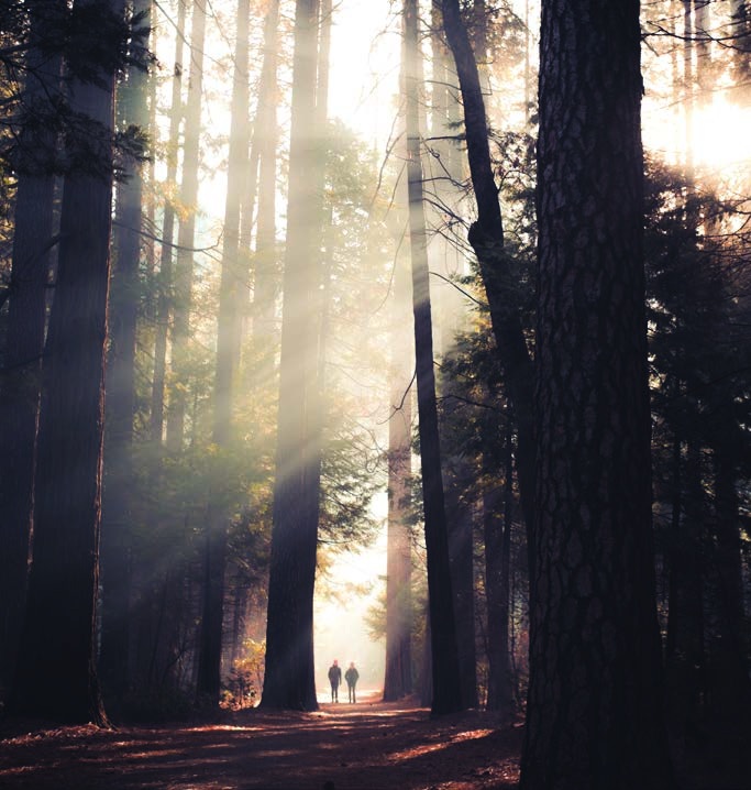Two people walking through a sunlit forest