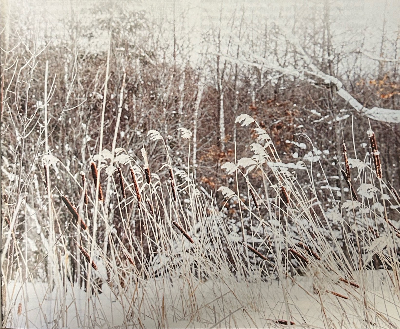 Snow-covered grasses and branches at the edge of woods.