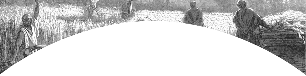 A wide view of workers gathering grain