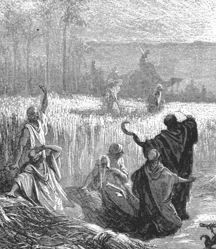 Workers gathering grain in a field
