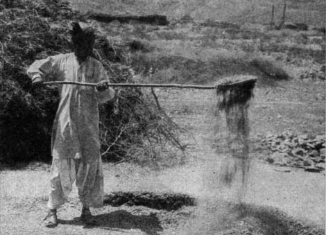 A person separating grain from chaff