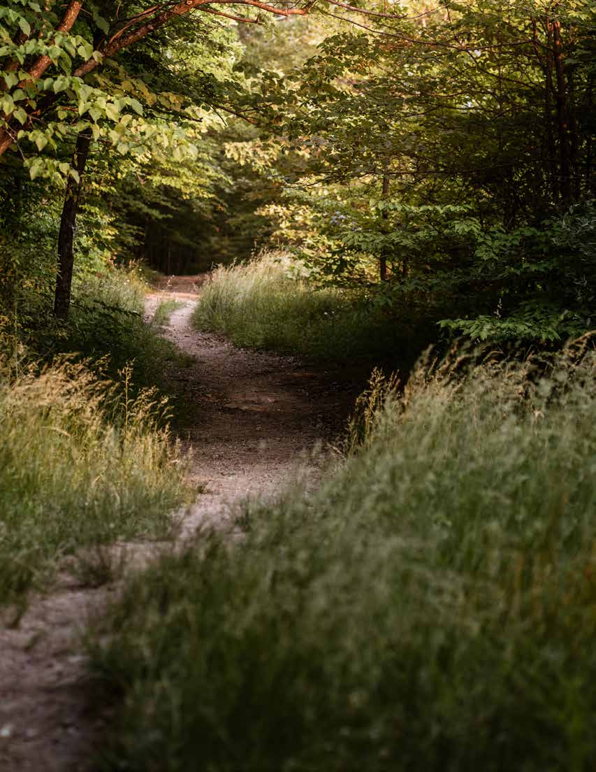 A narrow path winding through a leafy woodland