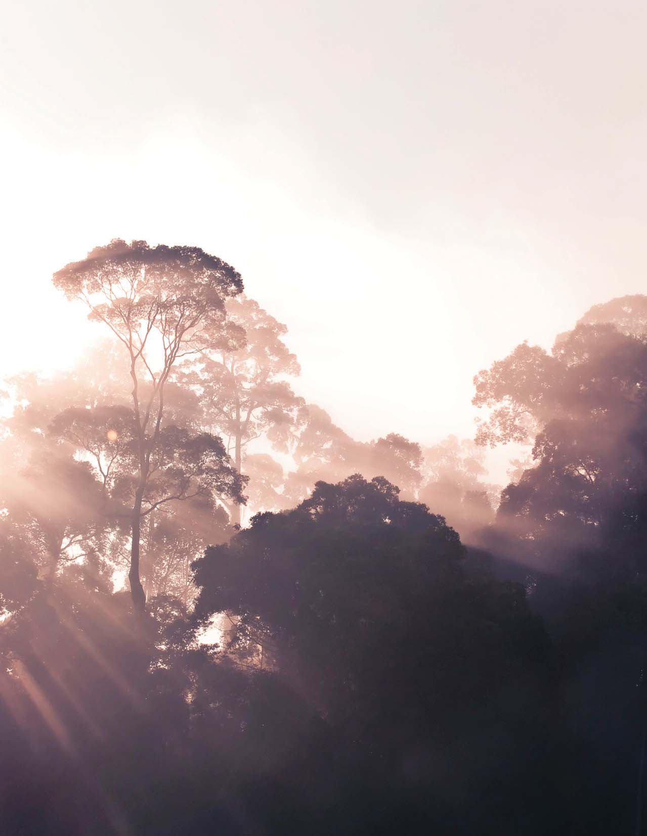 Sunlight streaming through trees in mist