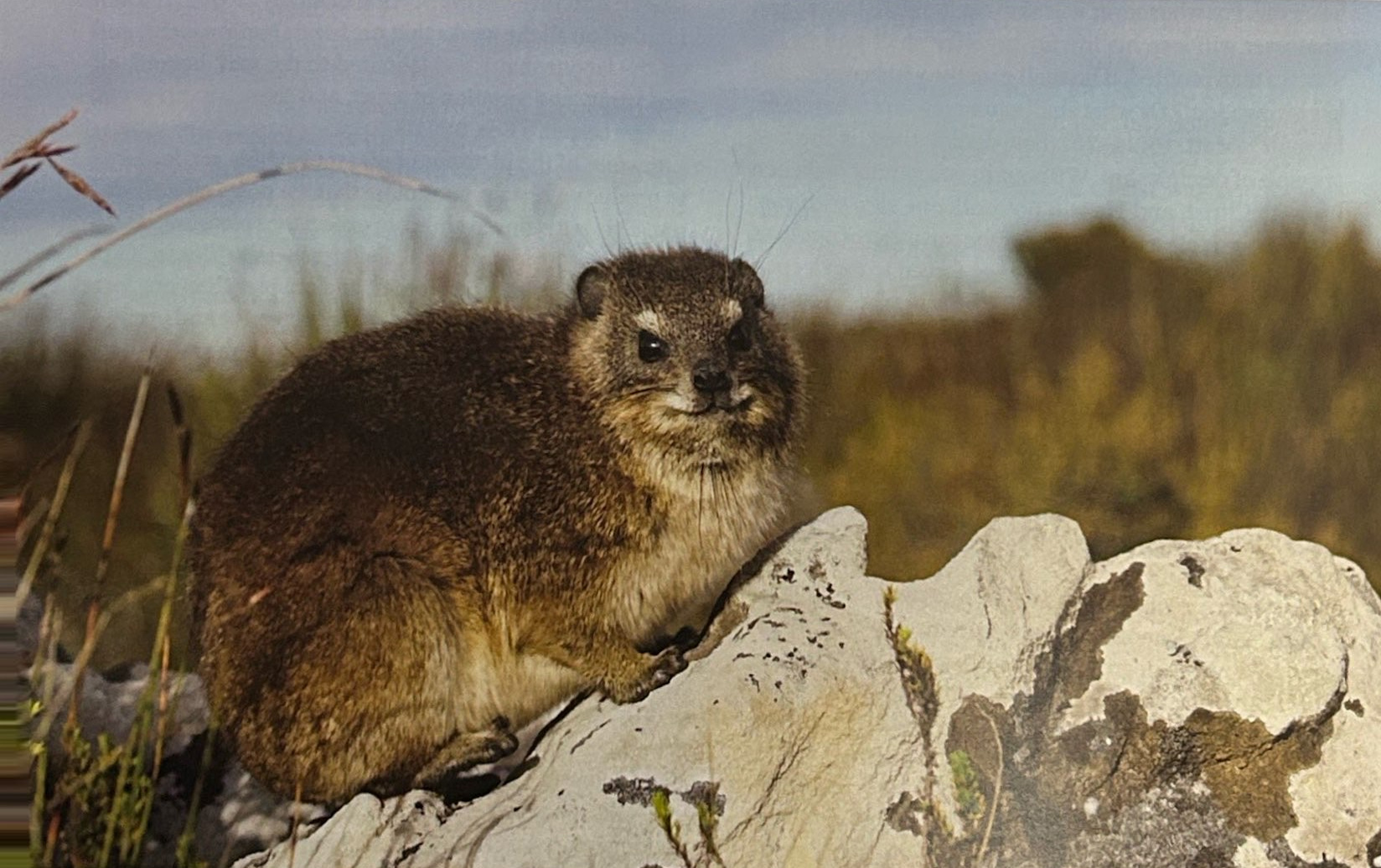 A brown rock hyrax resting on pale rocks among grasses.