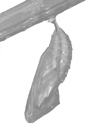 Chrysalis hanging from a branch